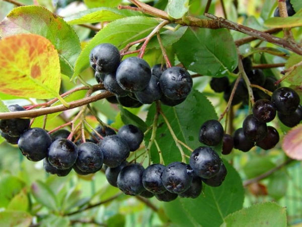 Рябина черноплодная (Арония)