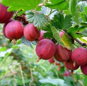 Крыжовник Краснословянский