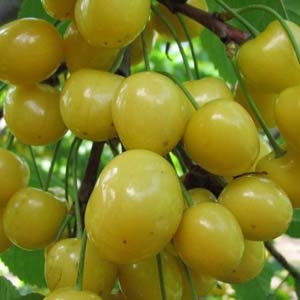 Черешня Дрогана желтая