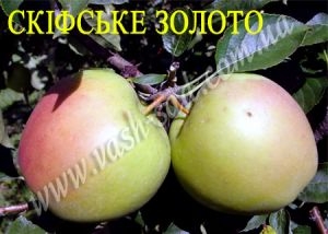 Яблоня Скифское золото