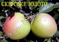 Яблоня Скифское золото